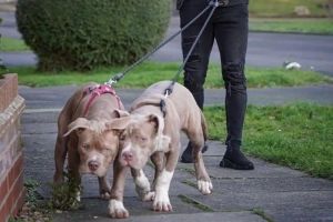 太陽報：前西漢姆球員本拉赫馬被指控其飼養的斗牛犬傷人